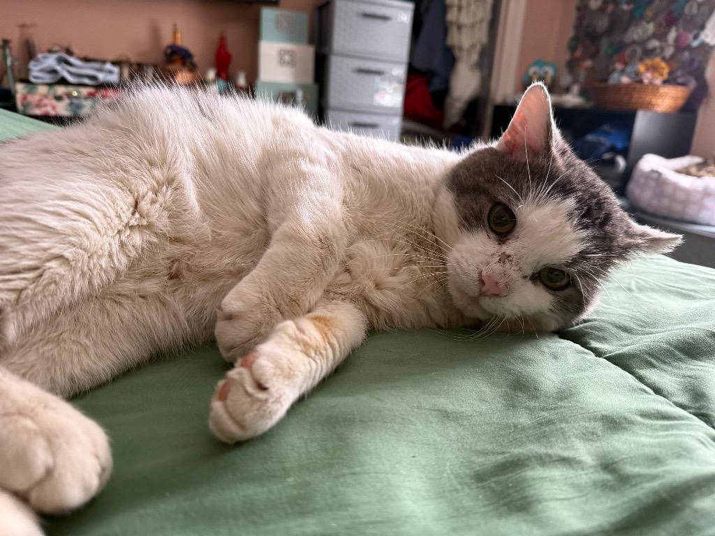 McDreamy, a Adoptable mixed breed in Pawtucket, RI image 4/6