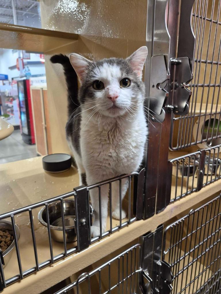 Enlarge McDreamy, a Adoptable mixed breed in Pawtucket, RI image 4/6