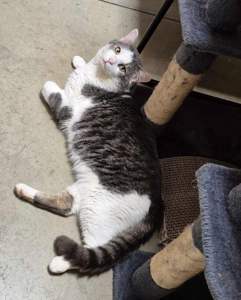 Enlarge McDreamy, a Adoptable mixed breed in Pawtucket, RI image 5/6