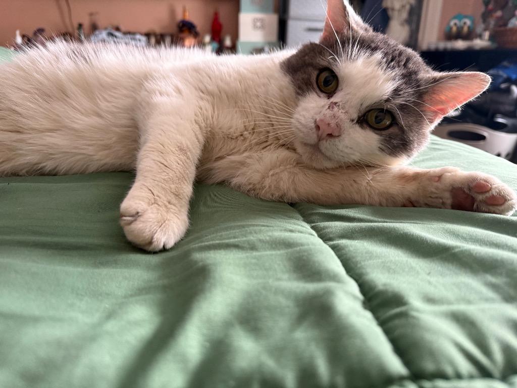 McDreamy, a Adoptable mixed breed in Pawtucket, RI image 5/6