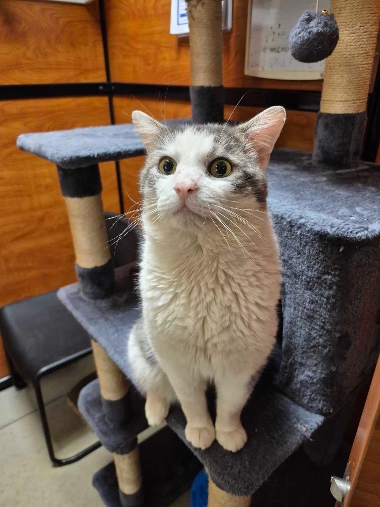 Enlarge McDreamy, a Adoptable mixed breed in Pawtucket, RI image 6/6