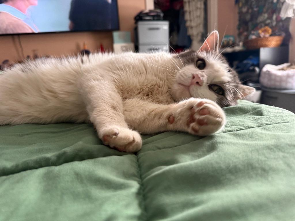 McDreamy, a Adoptable mixed breed in Pawtucket, RI image 6/6