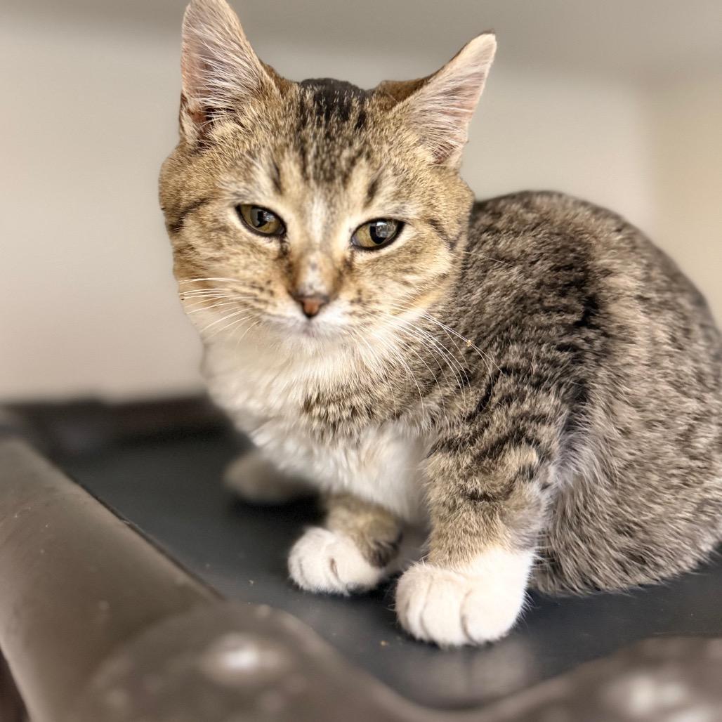 Enlarge Fairy, a Adoptable mixed breed in Caryville, TN image 1/3