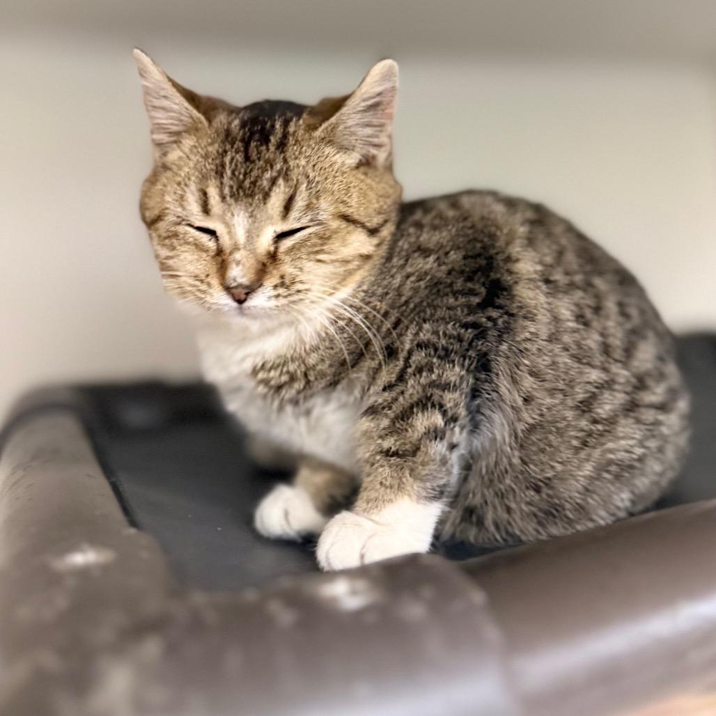 Enlarge Fairy, a Adoptable mixed breed in Caryville, TN image 2/3