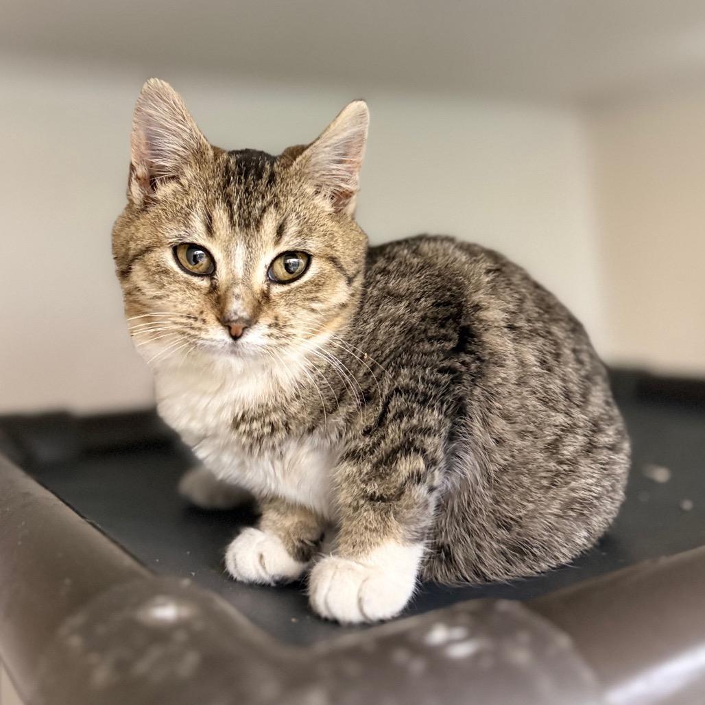 Enlarge Fairy, a Adoptable mixed breed in Caryville, TN image 3/3