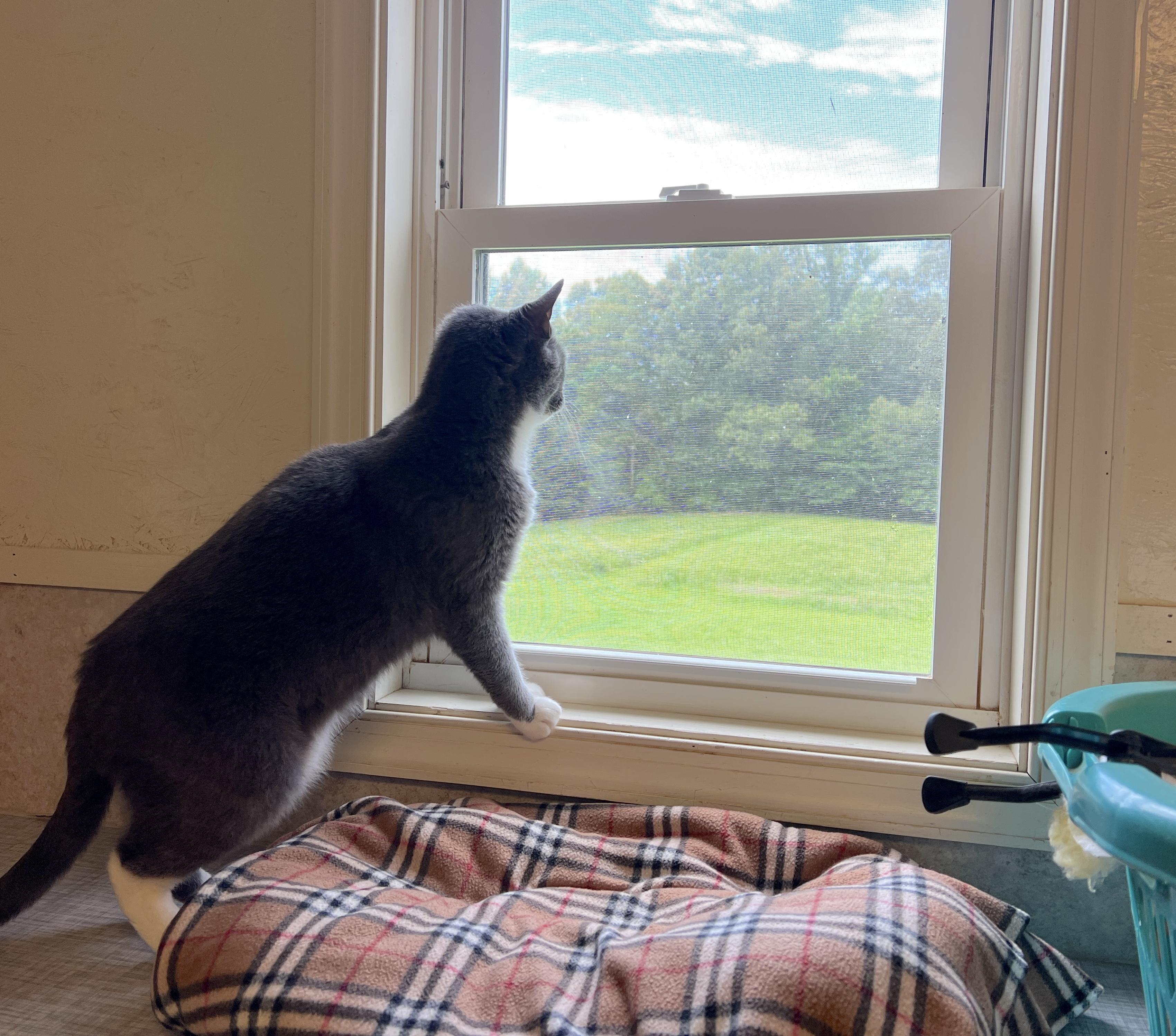 Mason — thumbnail 4