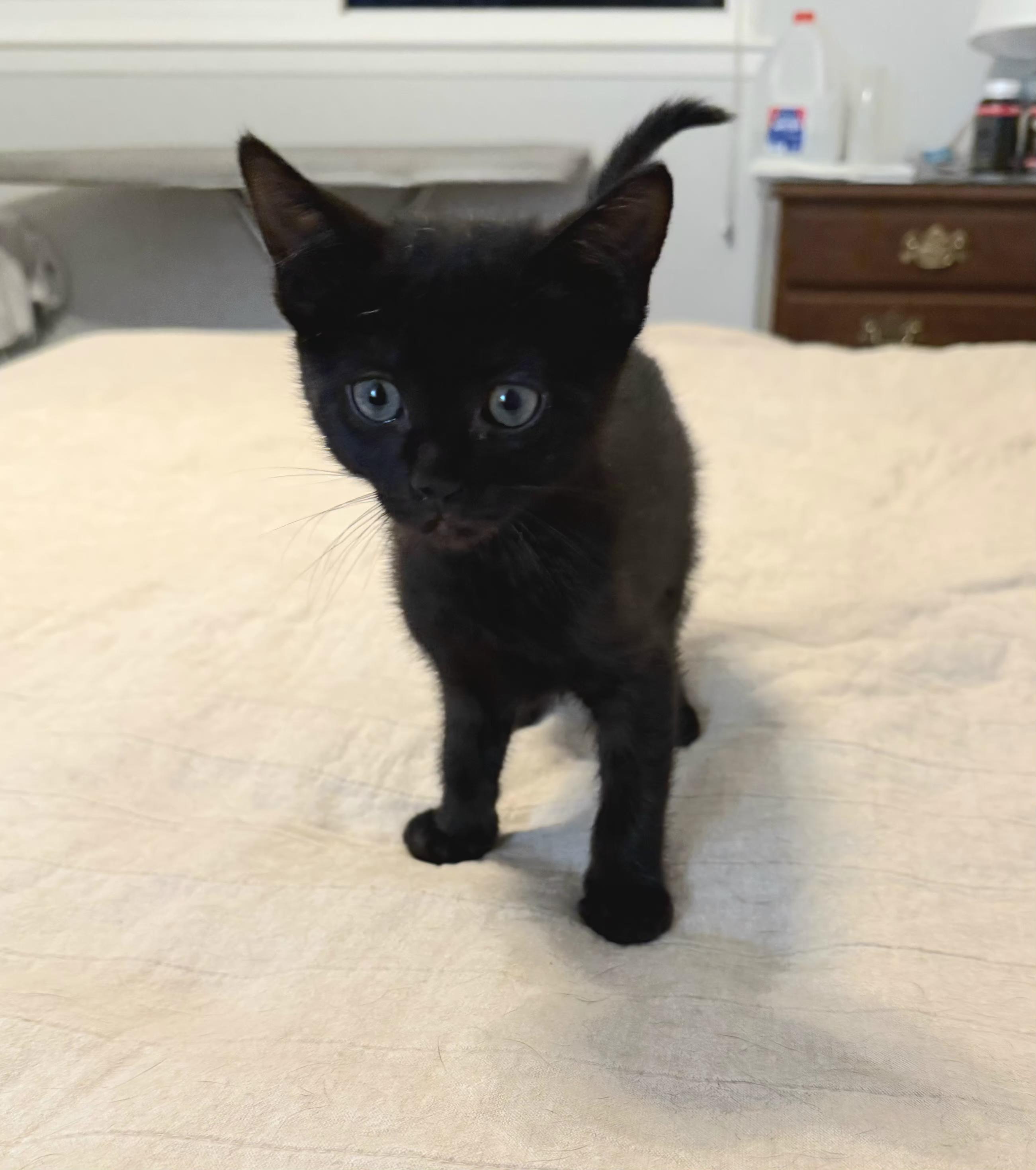 Liam, adopted, Kitten Male Domestic Short Hair.
