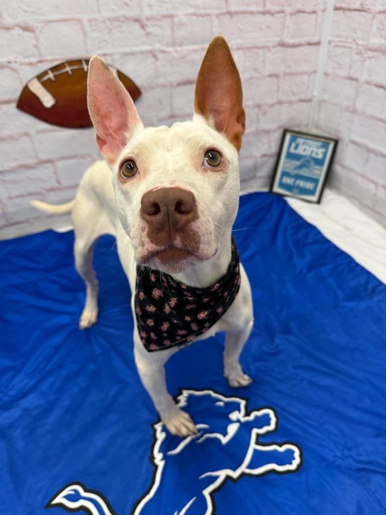 Dottie, Adoptable, Adult Female Whippet & American Staffordshire Terrier.