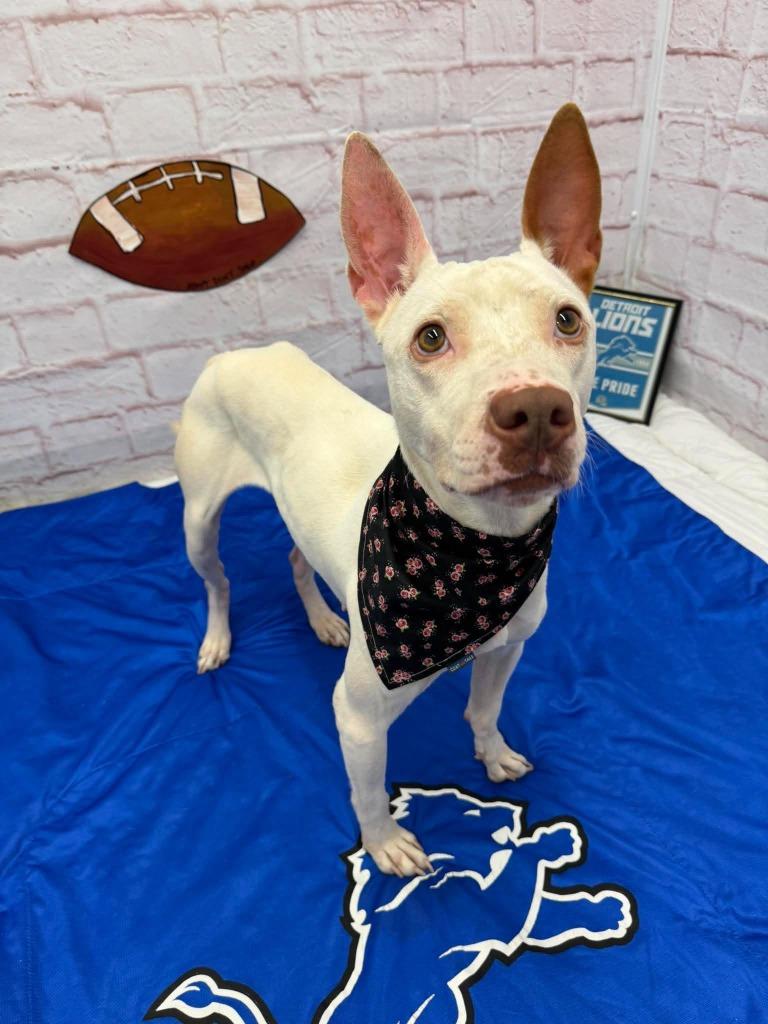 Enlarge Dottie, a Adoptable mixed breed in Detroit, MI image 2/5