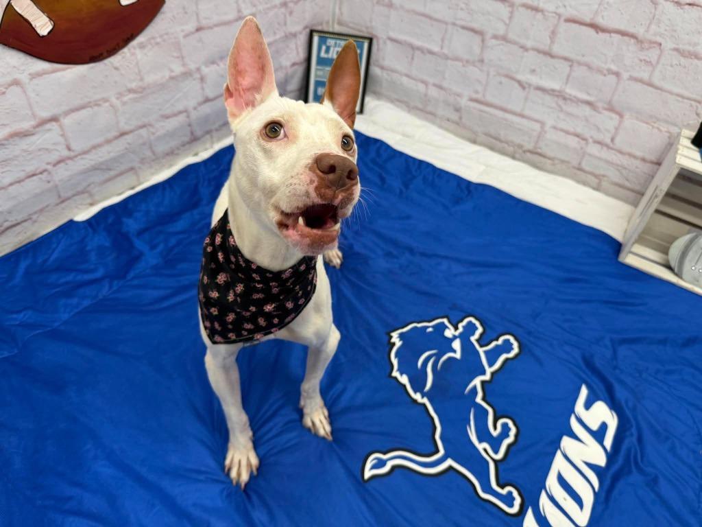 Enlarge Dottie, a Adoptable mixed breed in Detroit, MI image 3/5