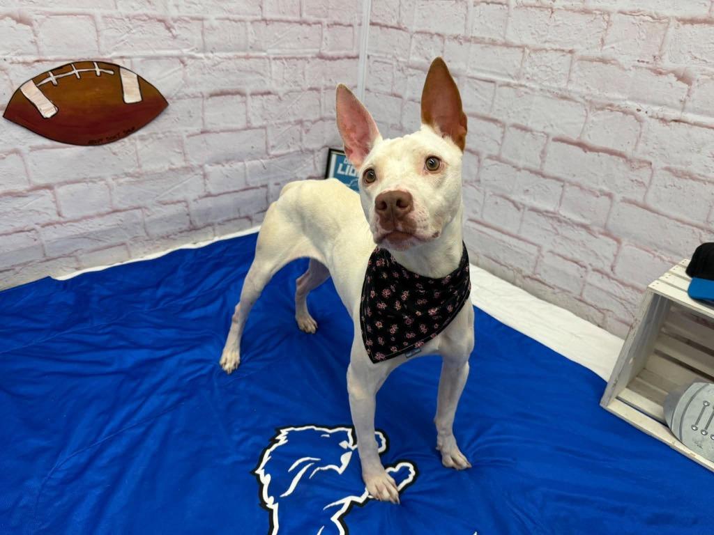 Enlarge Dottie, a Adoptable mixed breed in Detroit, MI image 4/5