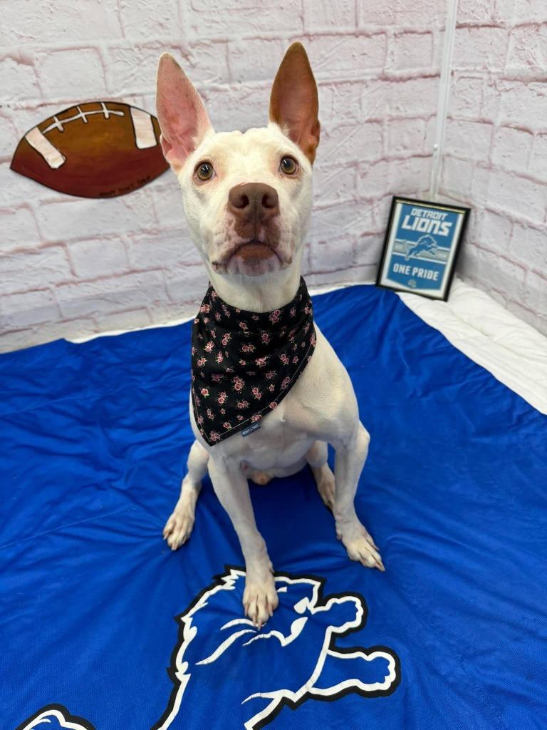 Enlarge Dottie, a Adoptable mixed breed in Detroit, MI image 5/5