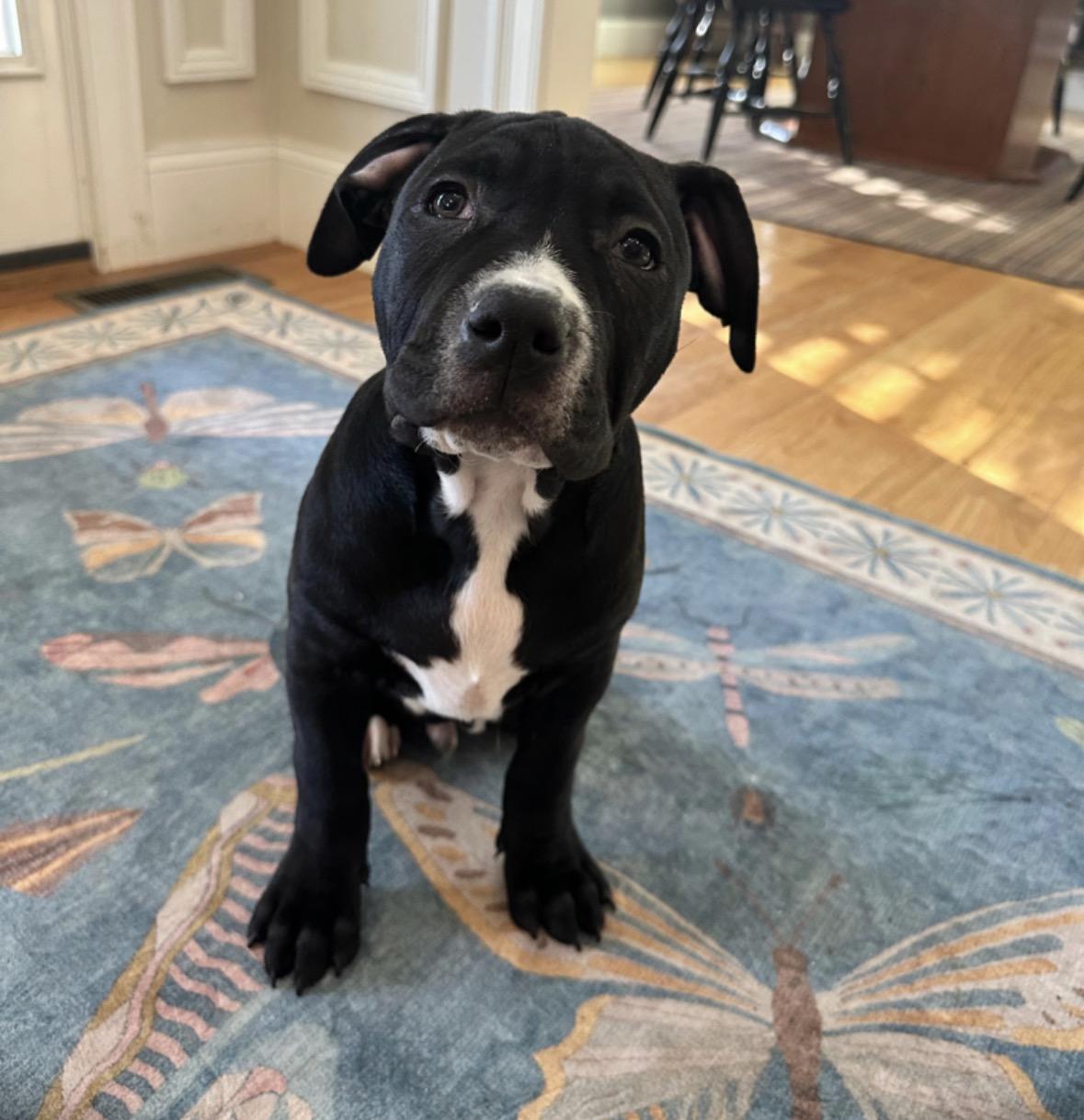 Aiden, Adoptable, Puppy Male Pit Bull Terrier.