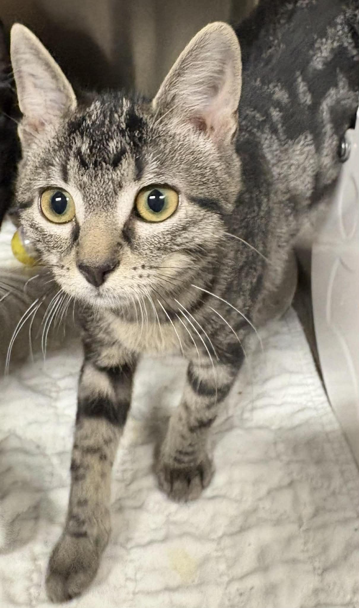 Saffron, Adoptable, Young Female Domestic Short Hair.