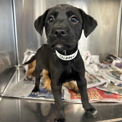 Dipper, Adoptable, Puppy Female Boxer.