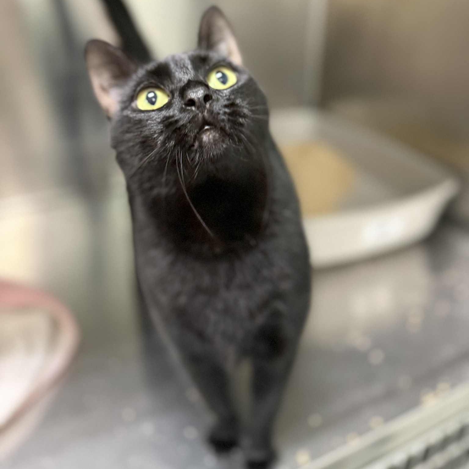 Ghost, Adoptable, Adult Male Domestic Short Hair.