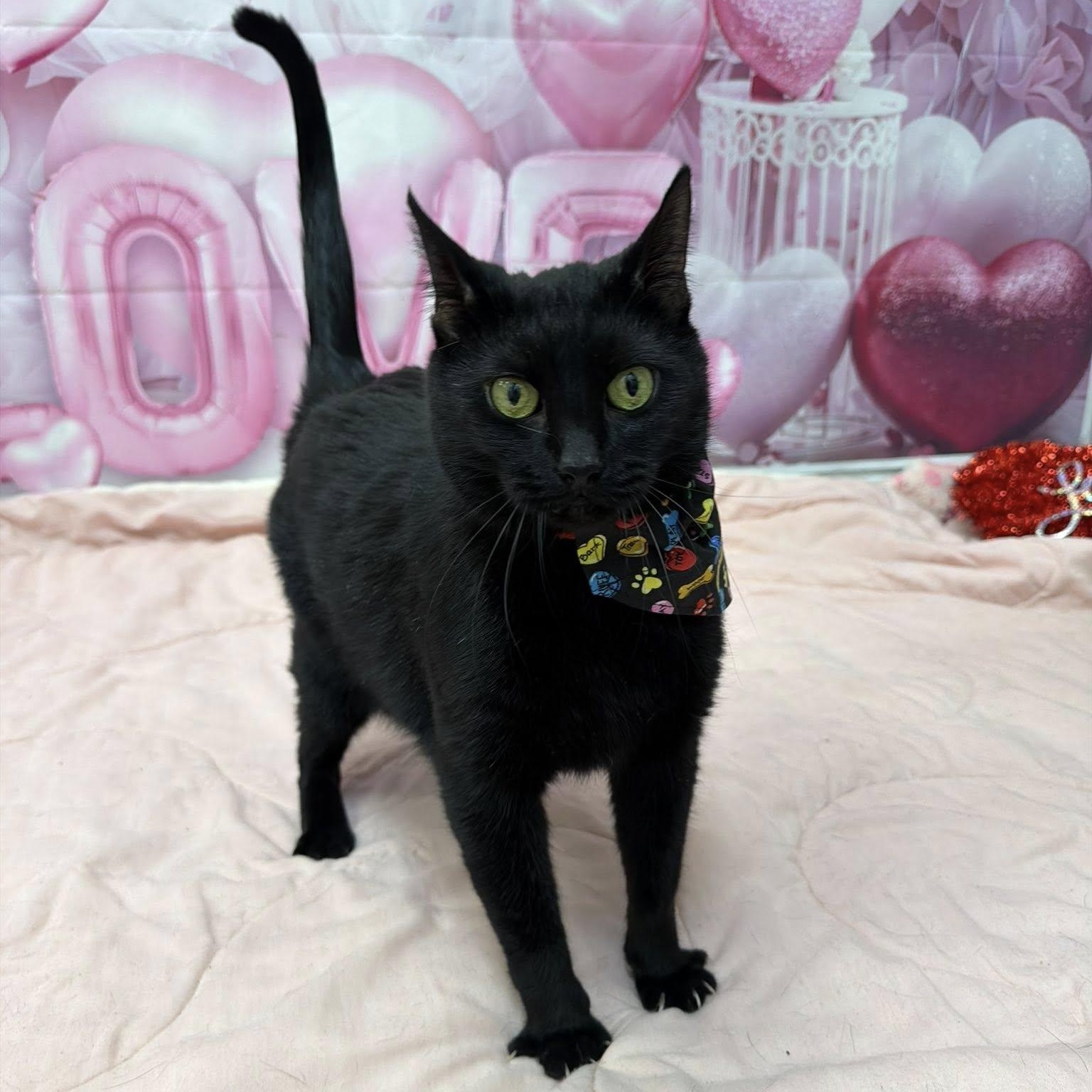 Enlarge Ghost, a Adoptable Domestic Short Hair in Martinsville, IN image 1/4