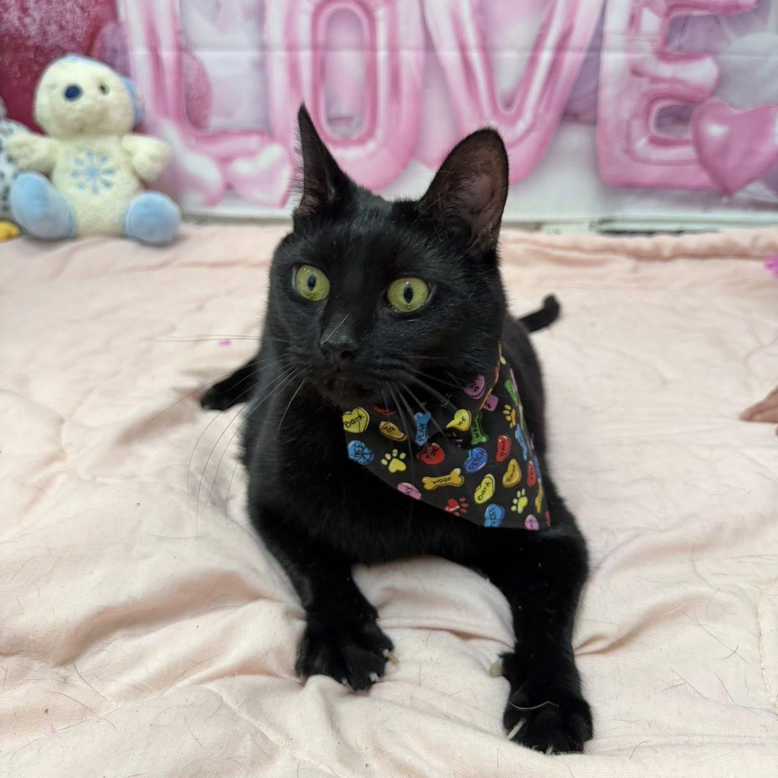 Enlarge Ghost, a Adoptable Domestic Short Hair in Martinsville, IN image 2/4