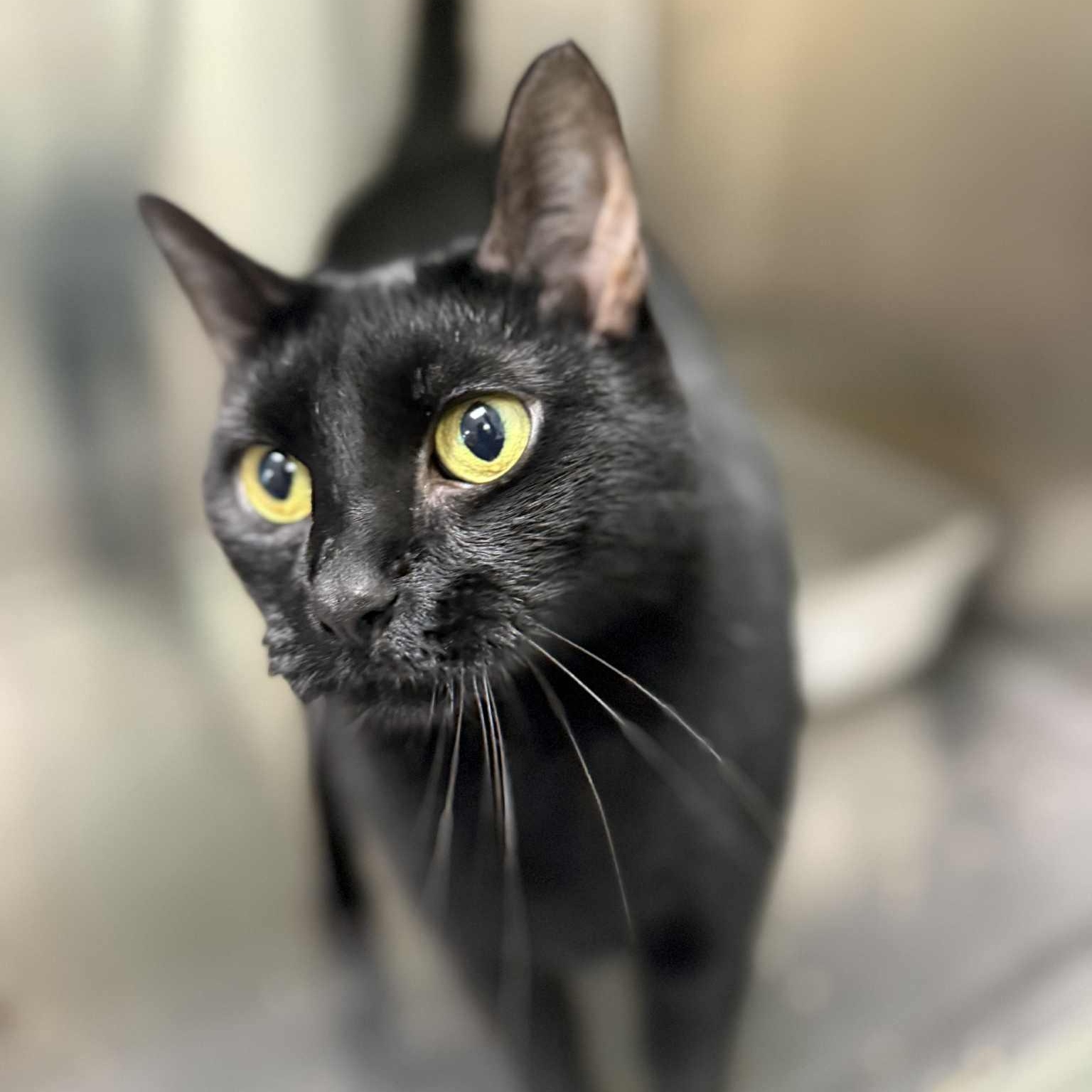 Enlarge Ghost, a Adoptable Domestic Short Hair in Martinsville, IN image 2/2