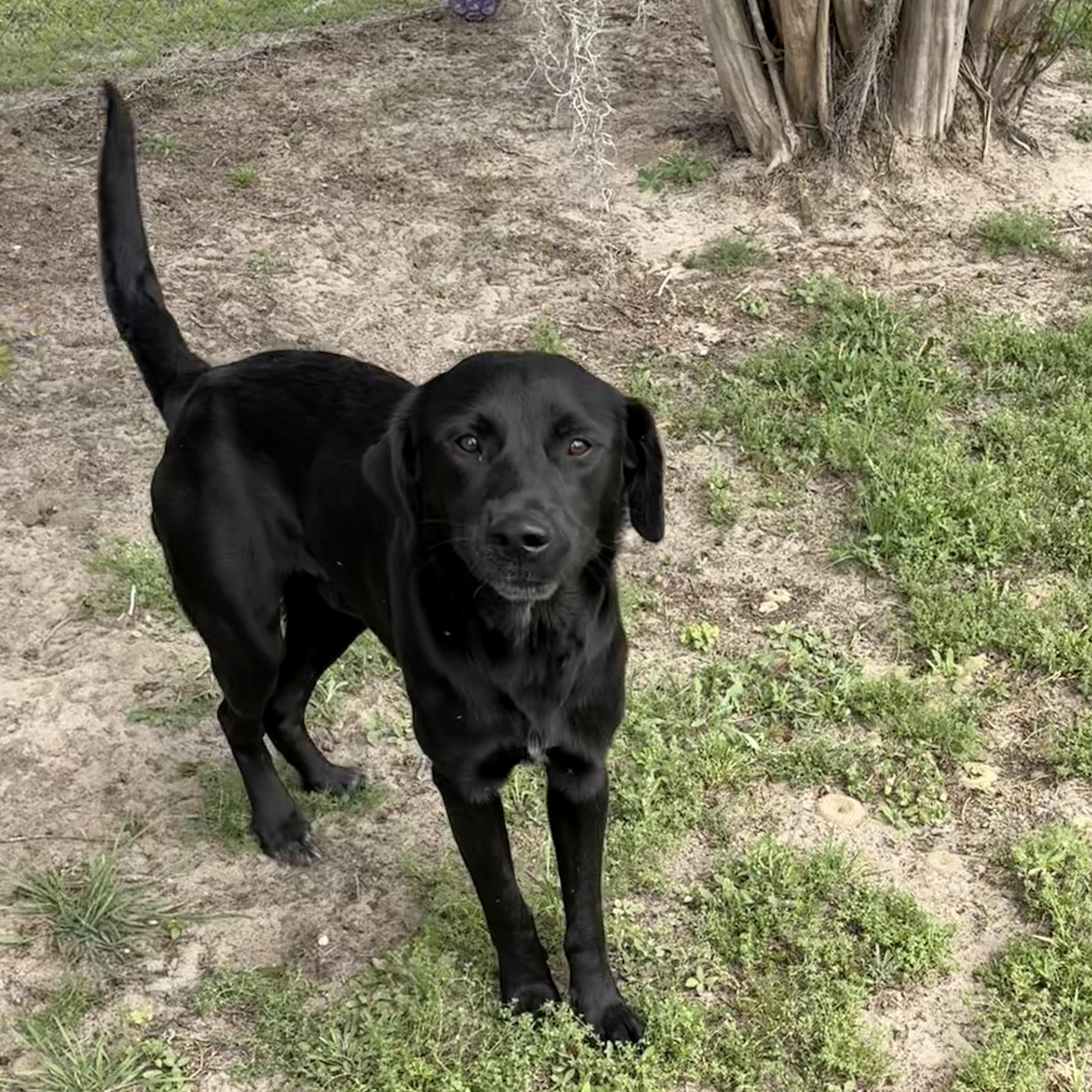 Enlarge Bently, a ADOPTABLE mixed breed in Valdosta, GA image 3/3