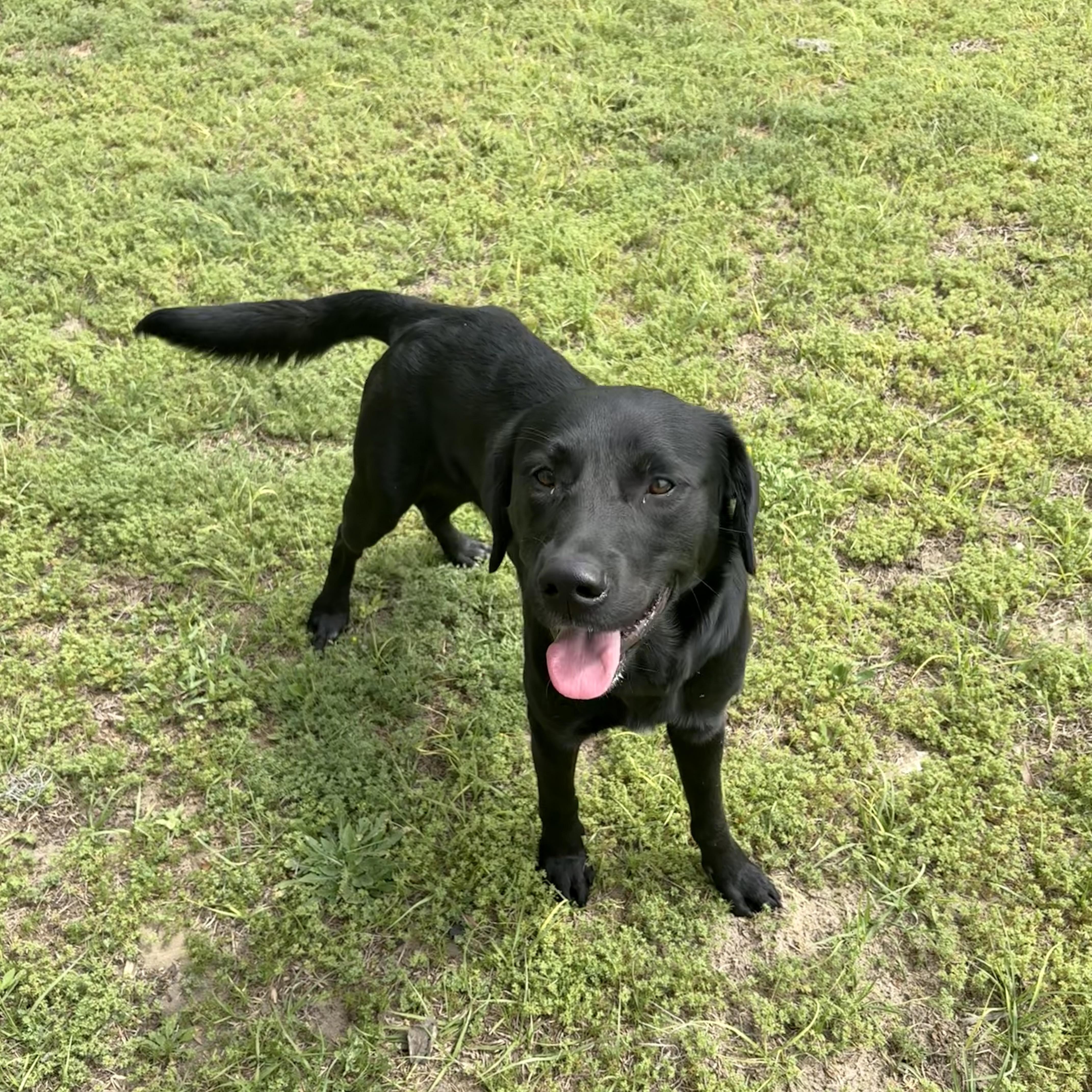 Enlarge Bently, a ADOPTABLE mixed breed in Valdosta, GA image 2/3