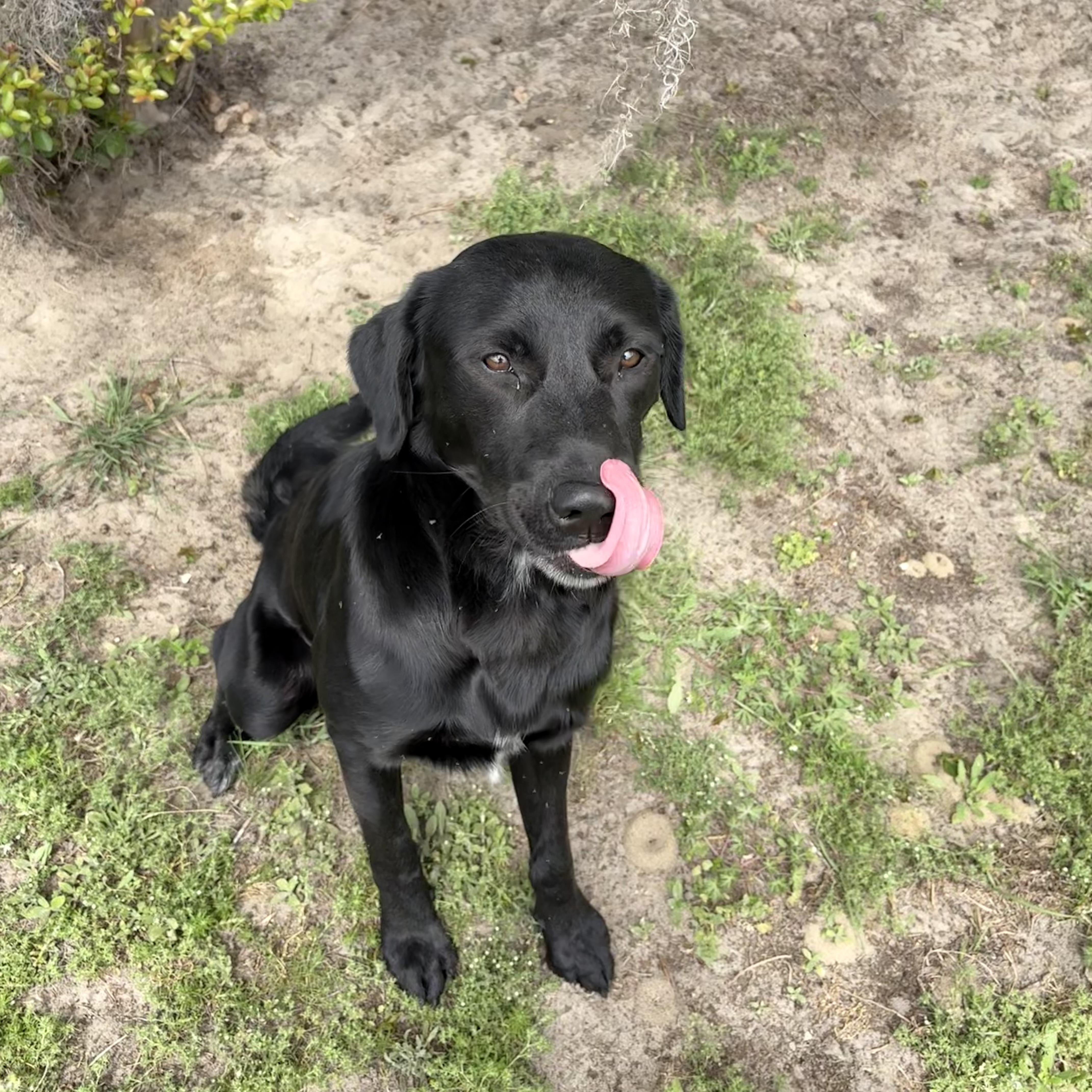 Bently, ADOPTABLE, Young Male Labrador Retriever.