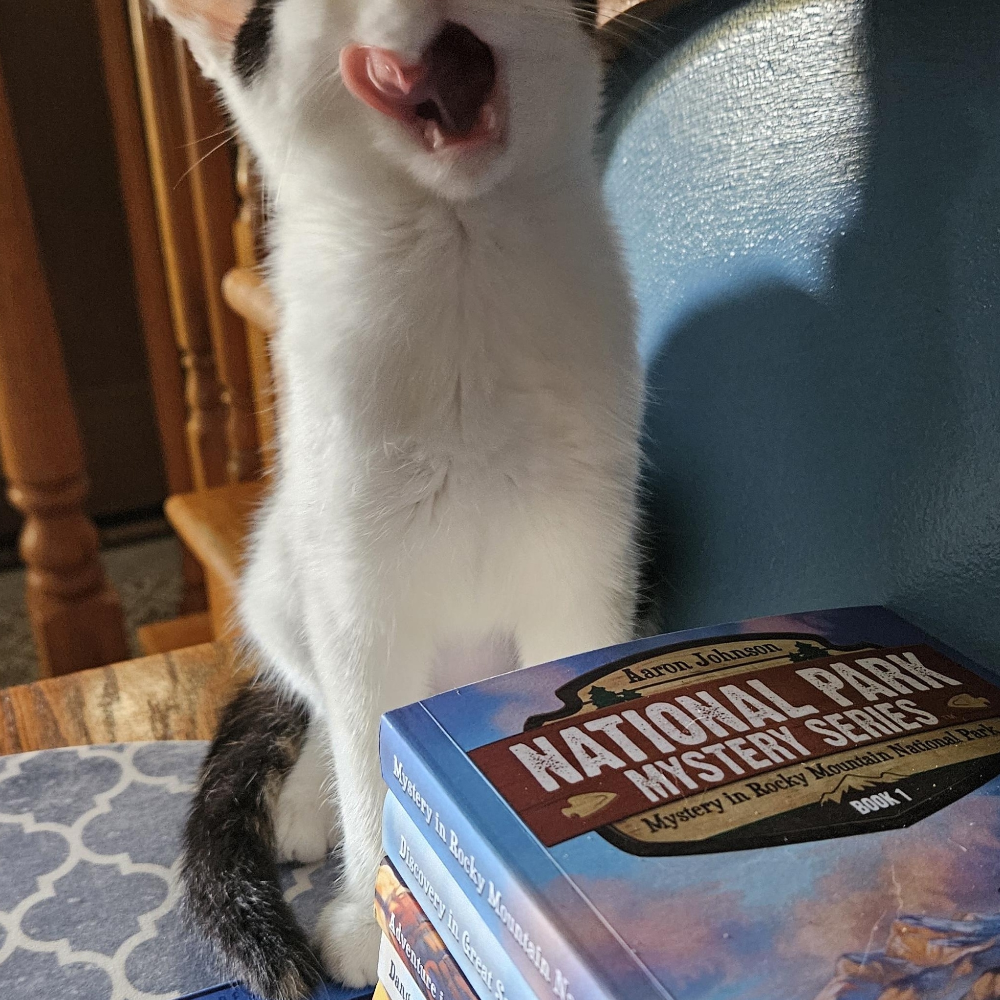 Pearl, Adopted, Kitten Female Calico.