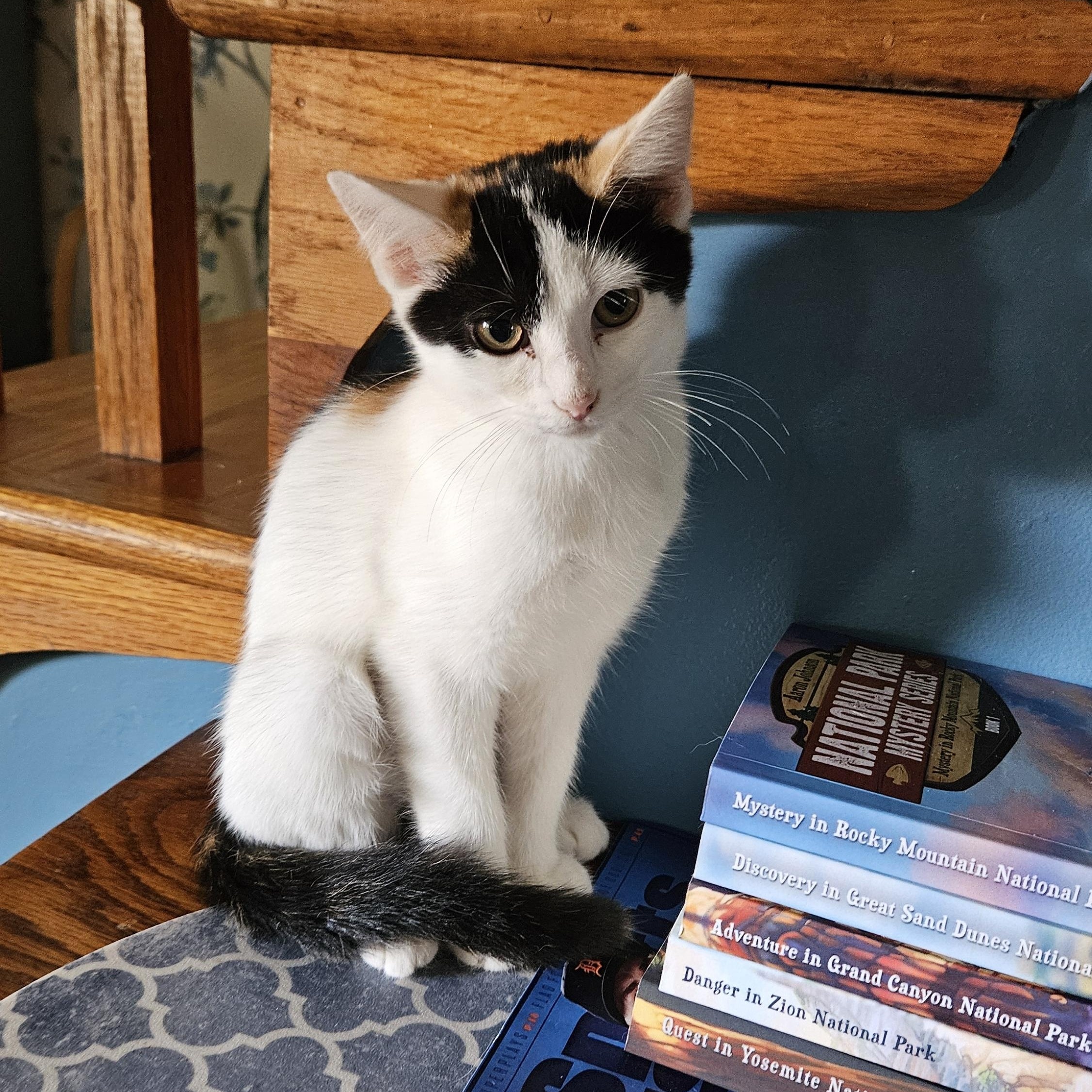 Pearl, a Adopted Calico in Winchester, KY image 2/5