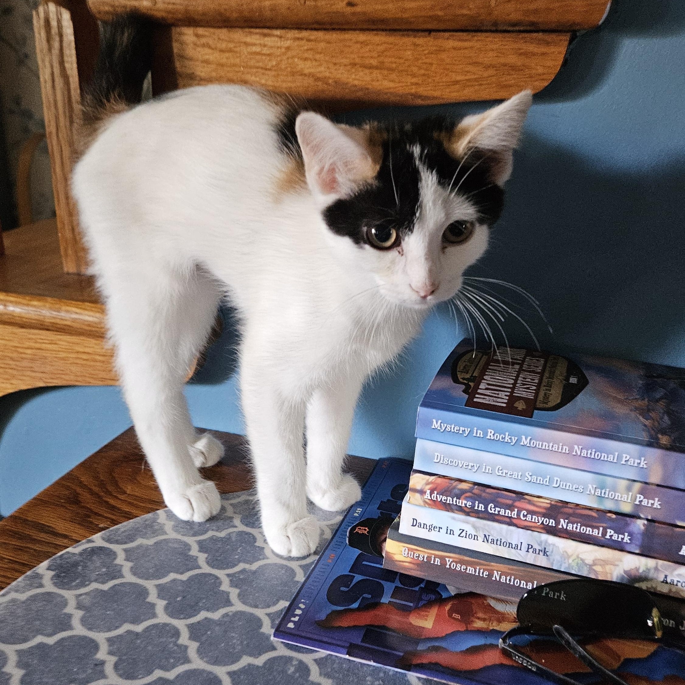 Pearl, a Adopted Calico in Winchester, KY image 4/5