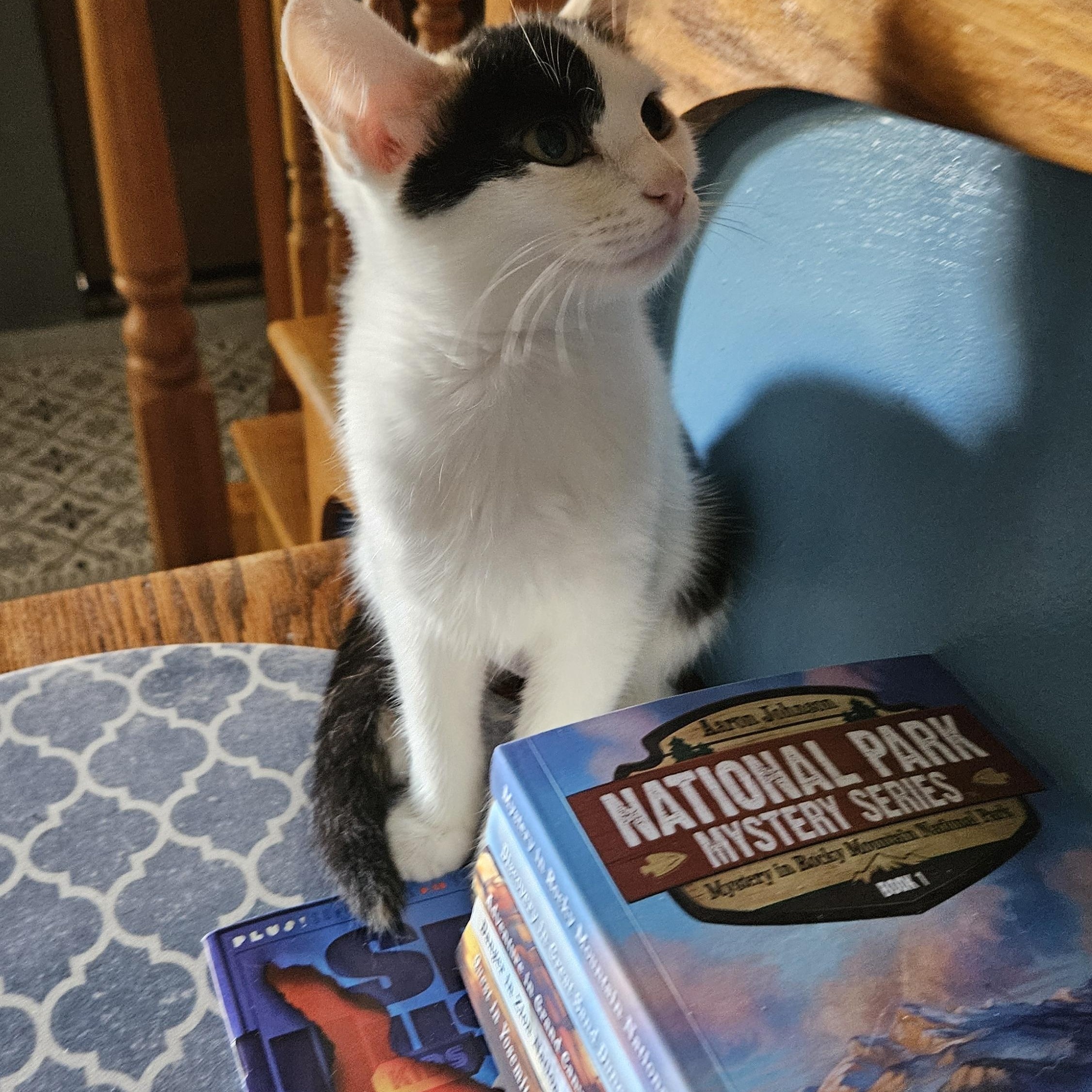 Pearl, a Adopted Calico in Winchester, KY image 5/5