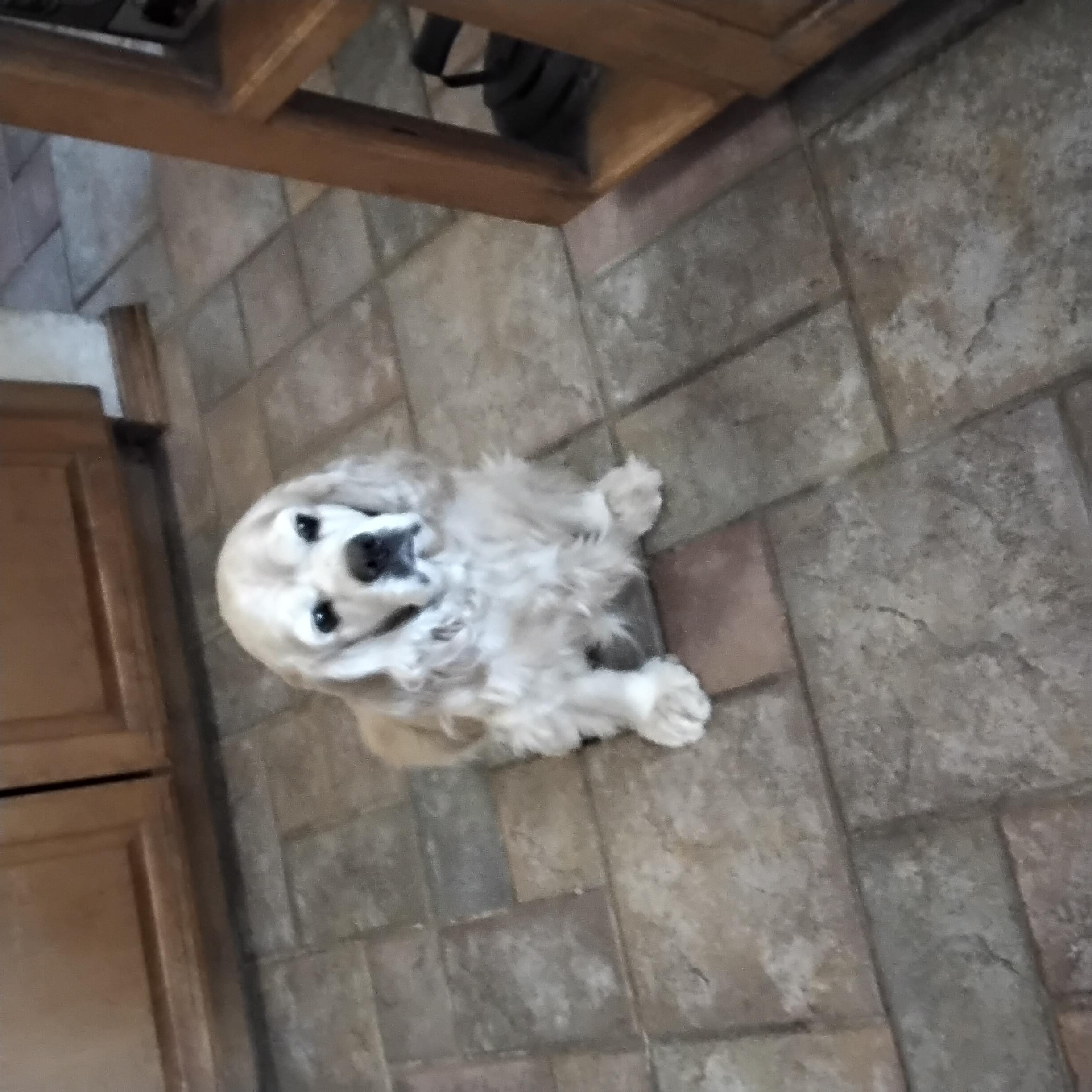 Peggy, ADOPTABLE, Senior Female Cocker Spaniel.