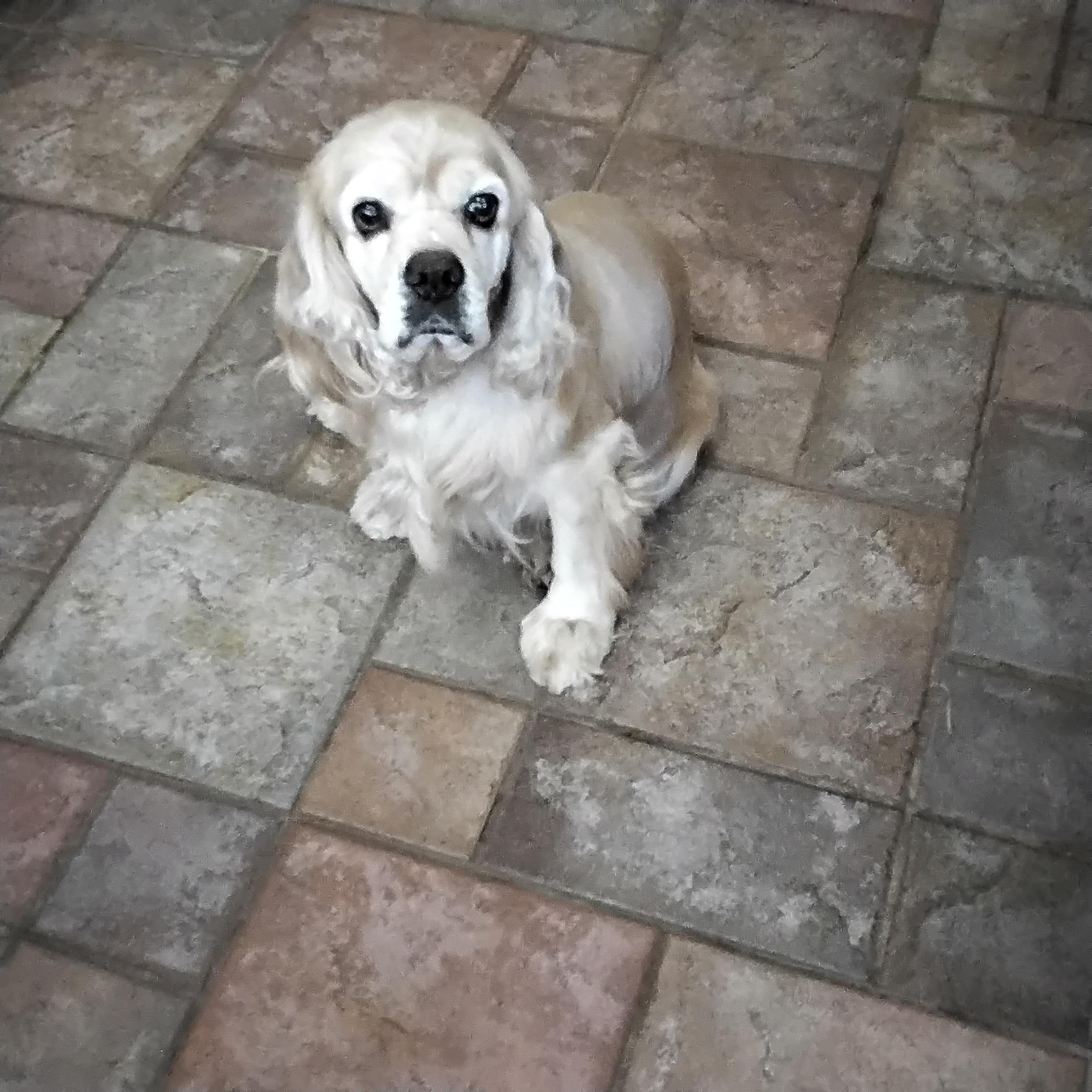 Peggy, a ADOPTABLE Cocker Spaniel in Grove, OK image 2/4