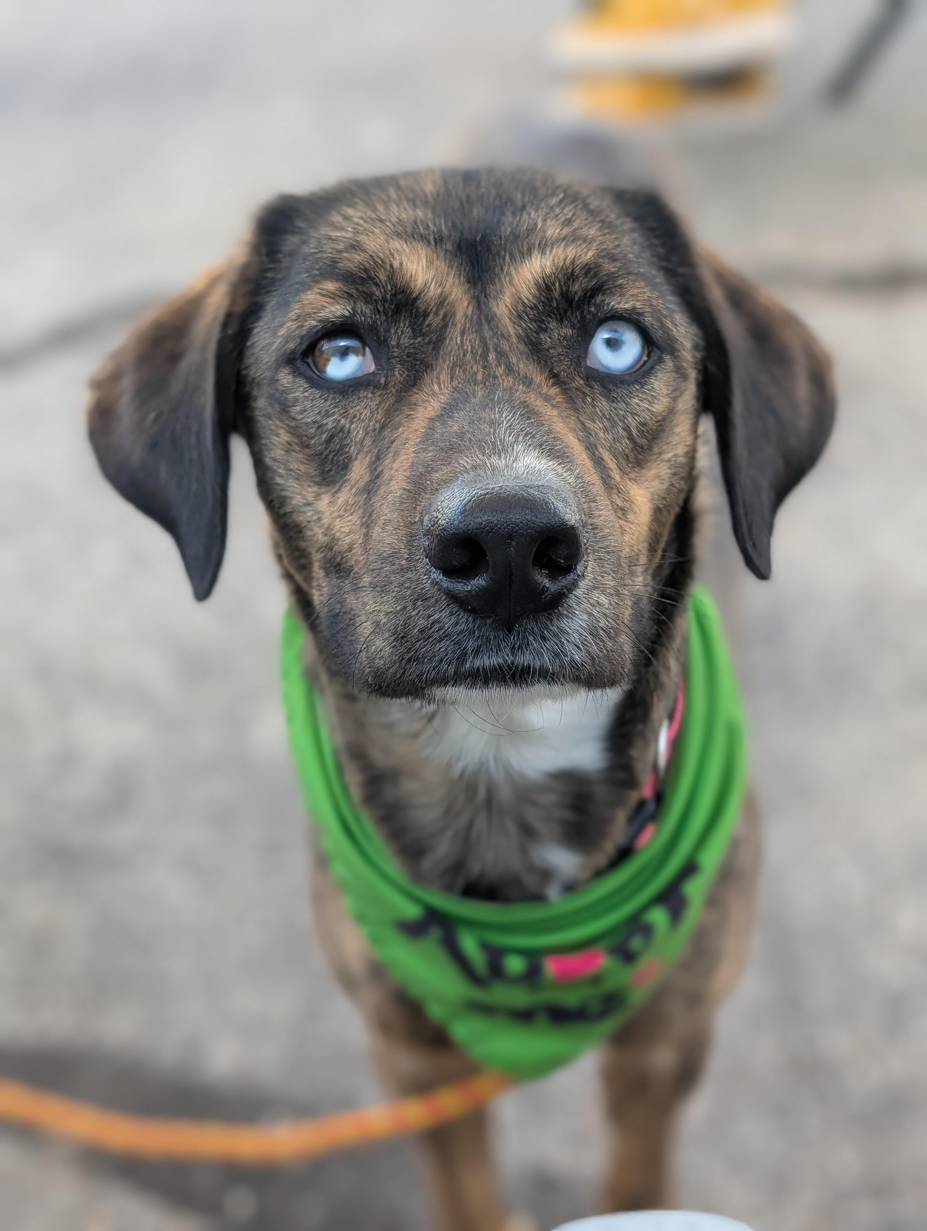 JOPLIN $425, a Adoptable mixed breed in Milwaukee, WI image 1/6