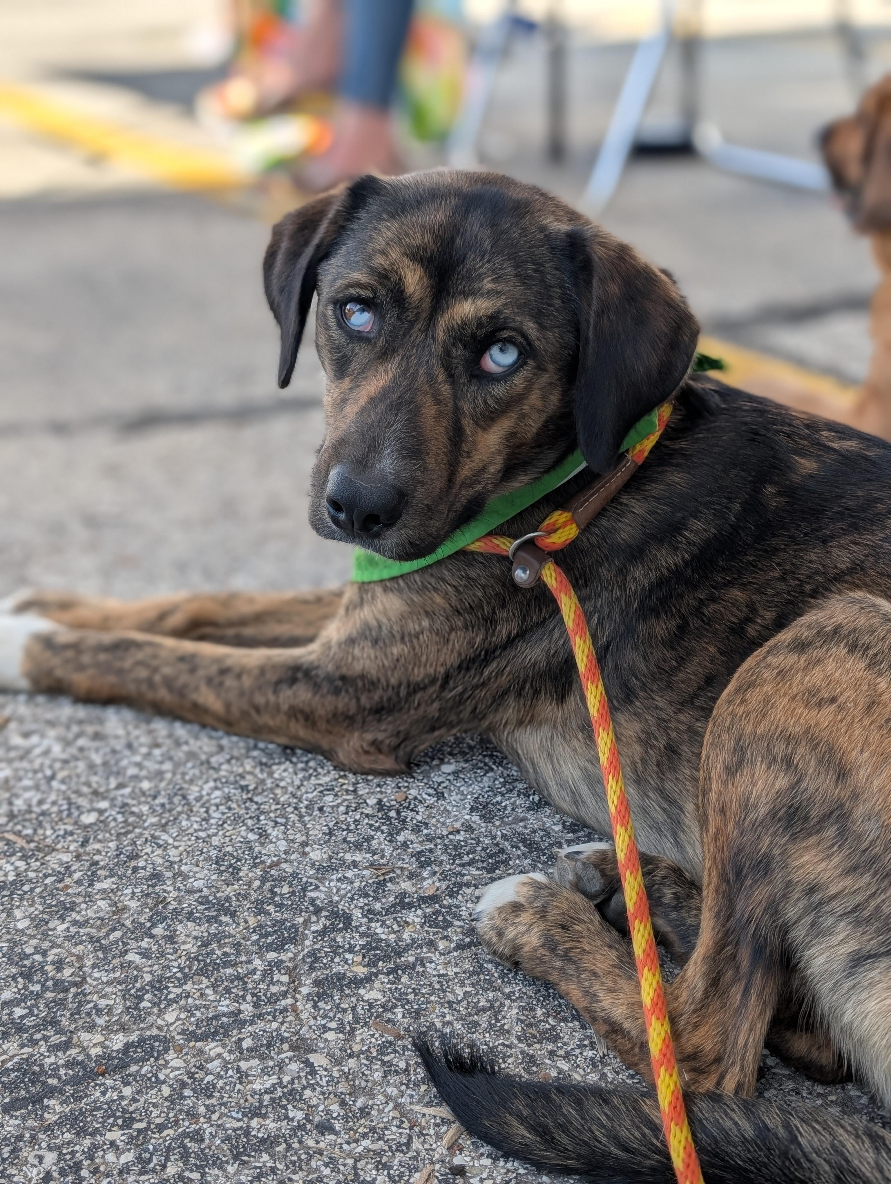 JOPLIN $425, a Adoptable mixed breed in Milwaukee, WI image 5/6