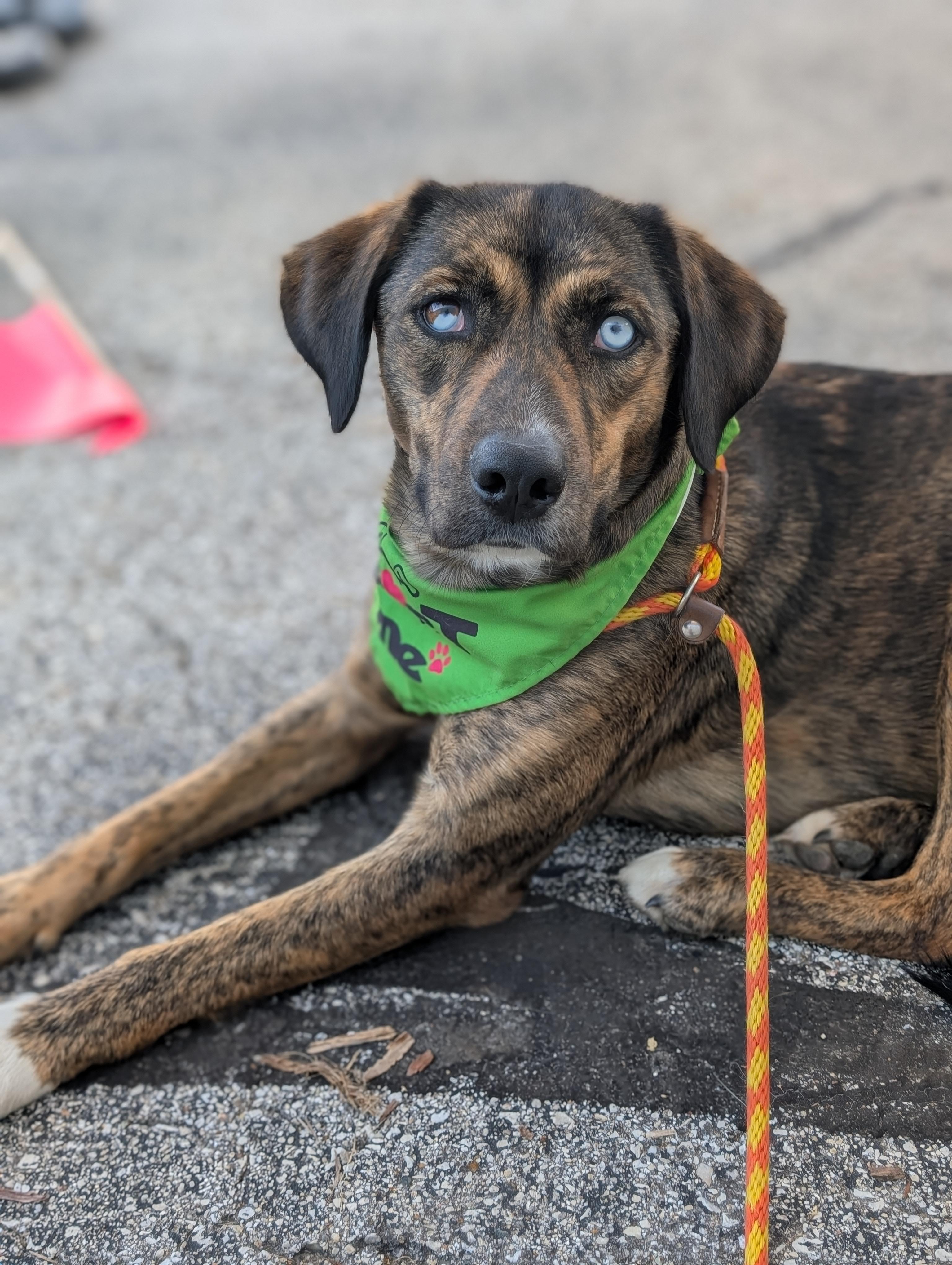 JOPLIN $425, a Adoptable mixed breed in Milwaukee, WI image 4/6