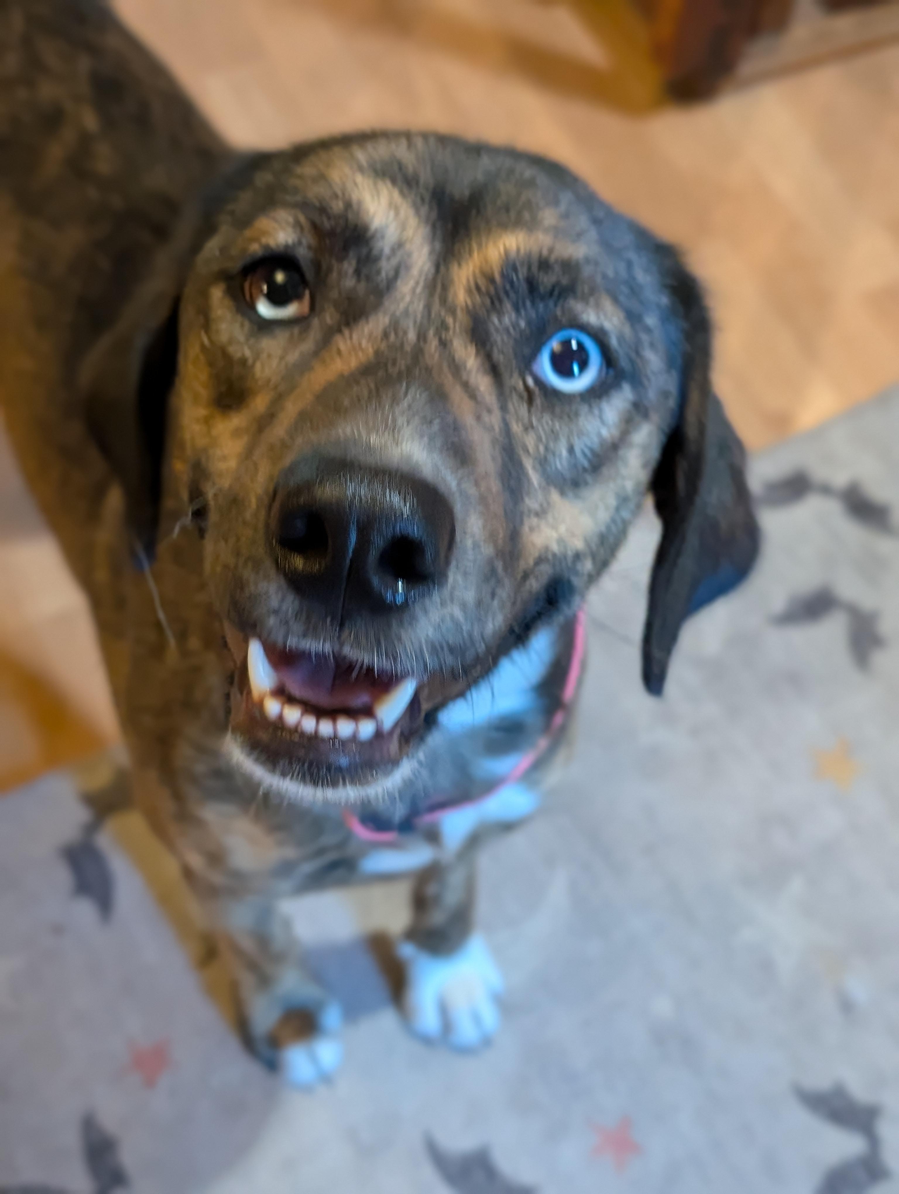 JOPLIN $425, a Adoptable mixed breed in Milwaukee, WI image 6/6