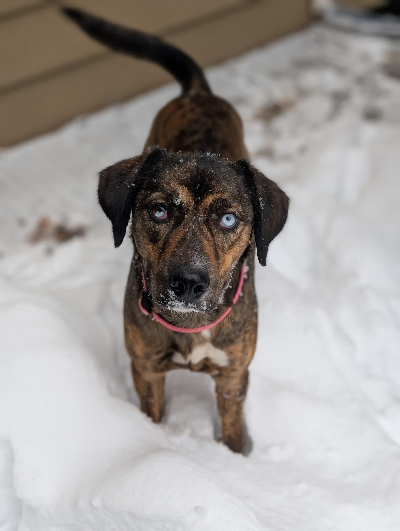 Enlarge JOPLIN    $425, a Adoptable mixed breed in Milwaukee, WI image 6/6