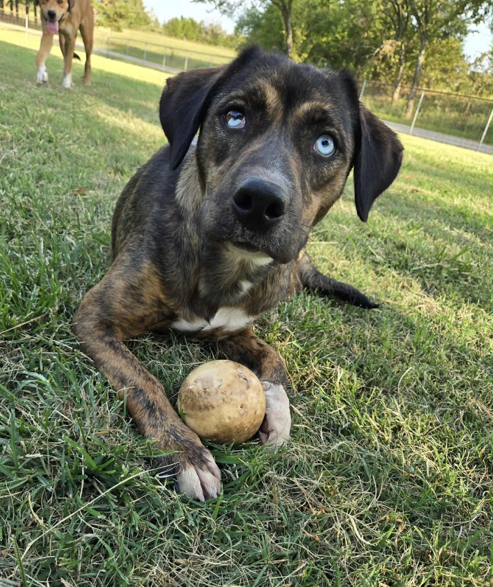 JOPLIN $425, a Adoptable mixed breed in Milwaukee, WI image 2/6