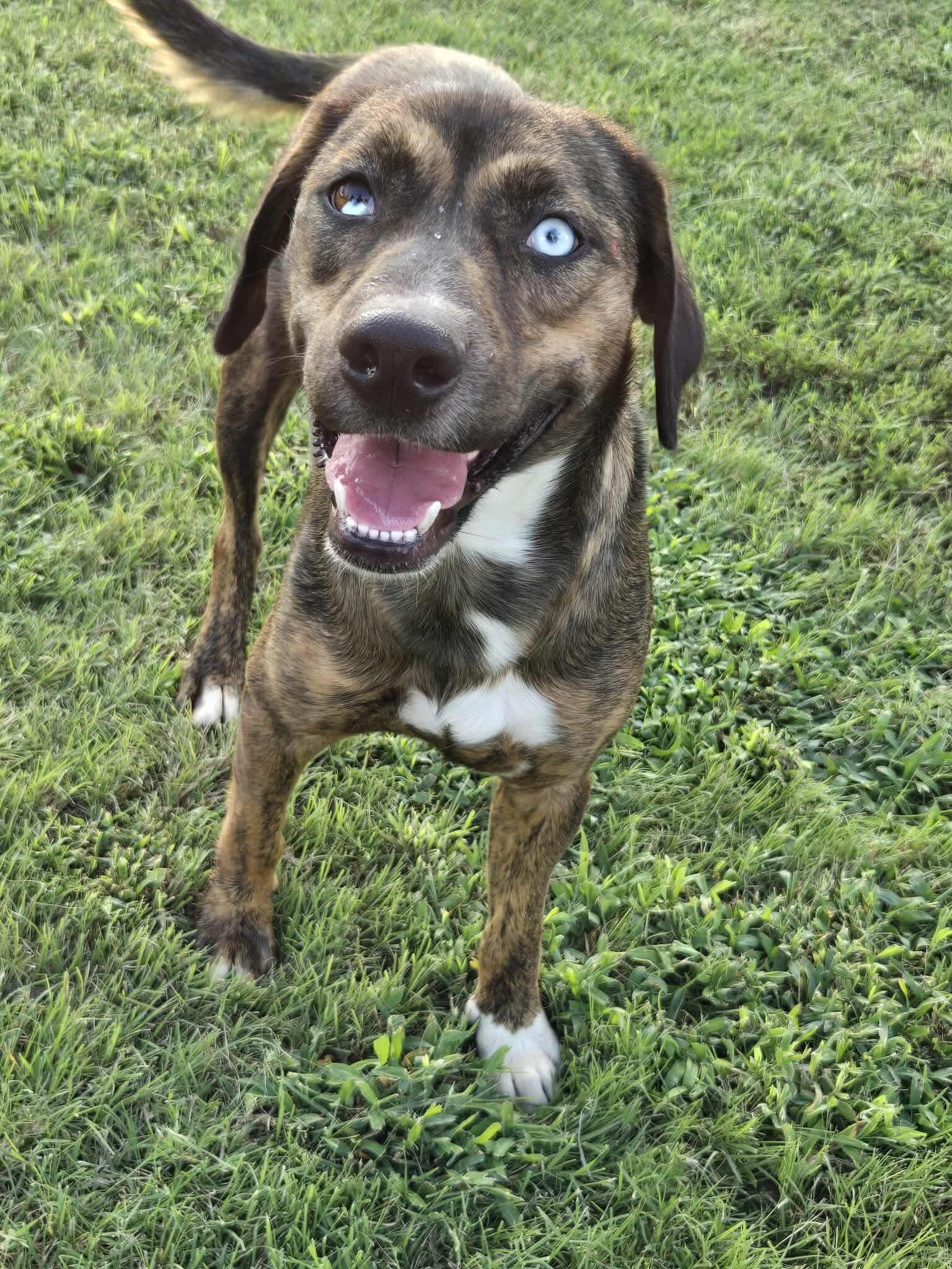 JOPLIN $425, a Adoptable mixed breed in Milwaukee, WI image 3/6