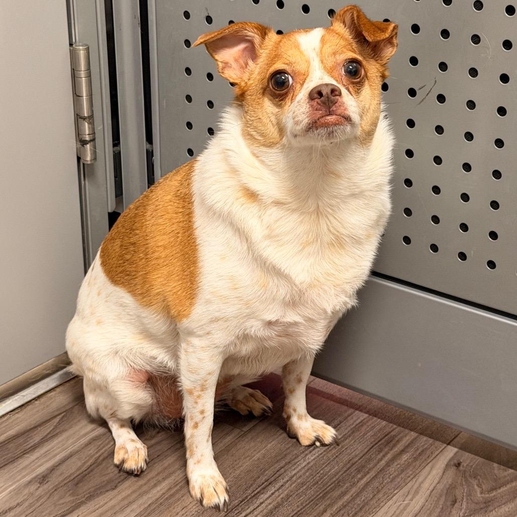Lila, Adoptable, Adult Female Chihuahua.