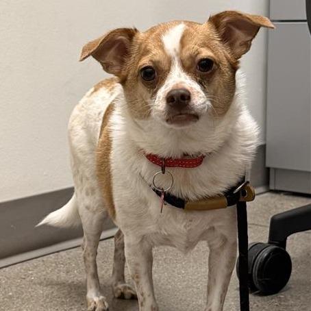 Enlarge Lila, a Adoptable Chihuahua in Phoenix, AZ image 2/5