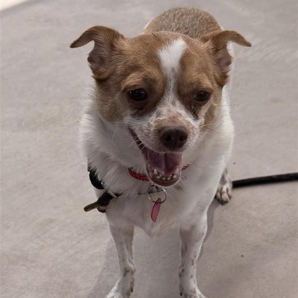 Enlarge Lila, a Adoptable Chihuahua in Phoenix, AZ image 3/5