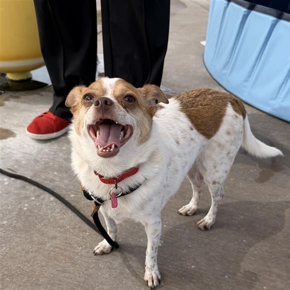 Enlarge Lila, a Adoptable Chihuahua in Phoenix, AZ image 4/5