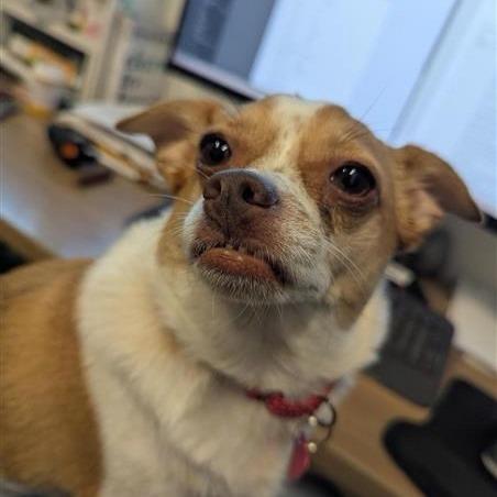 Enlarge Lila, a Adoptable Chihuahua in Phoenix, AZ image 5/5