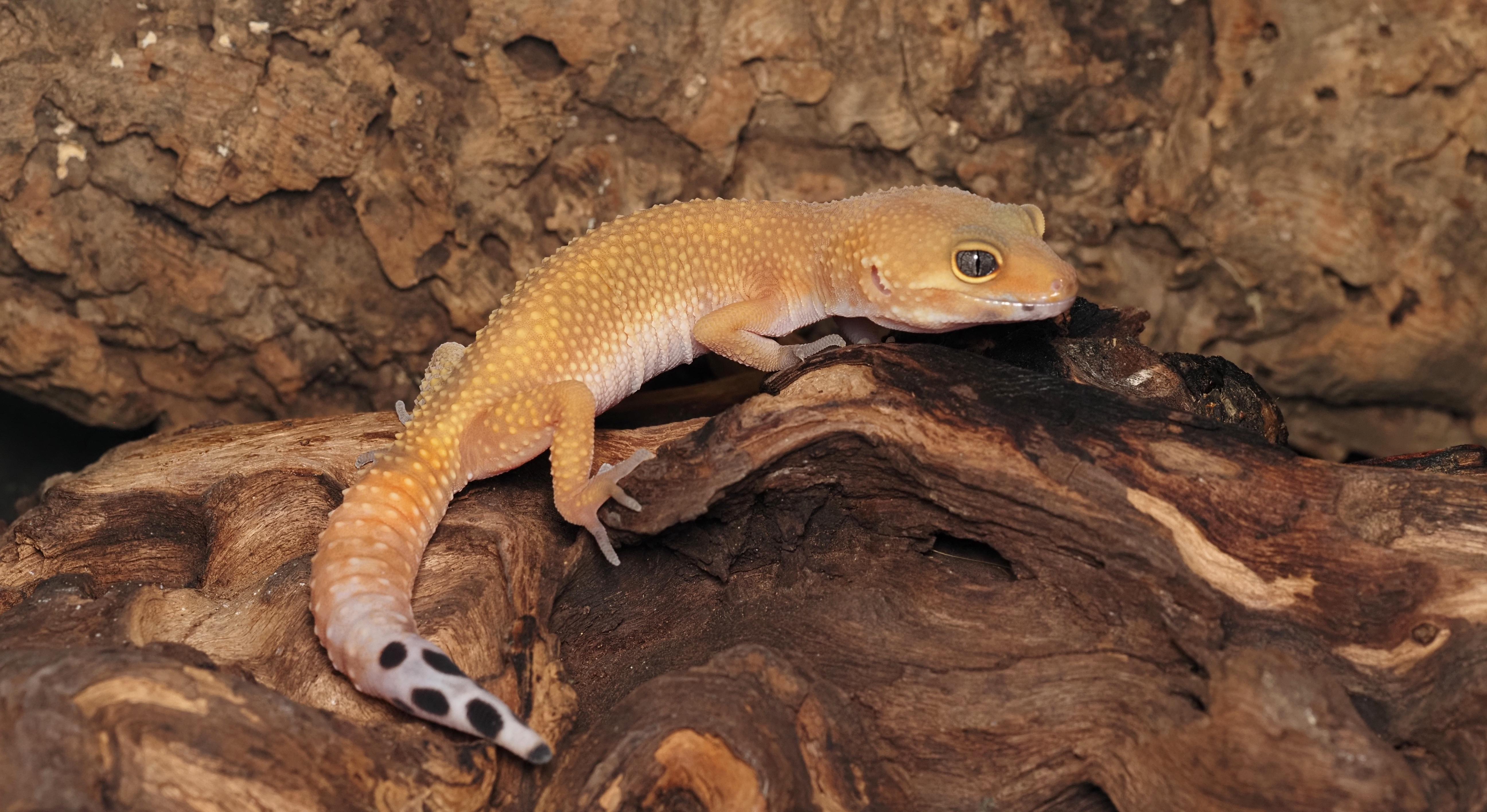 Enlarge Luigi the Leopard Gecko, a ADOPTABLE Gecko in Tacoma, WA image 2/2