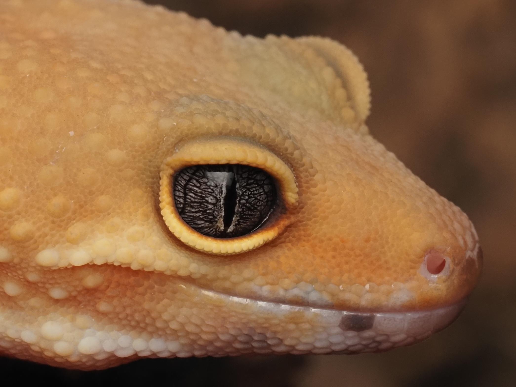 Luigi the Leopard Gecko, ADOPTABLE, Adult Unknown Gecko.