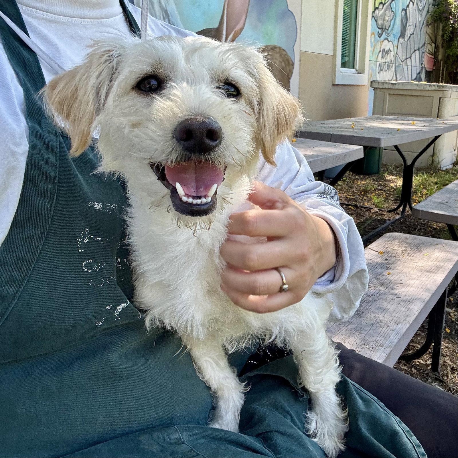 Lexie, Adopted, Young Female Terrier.