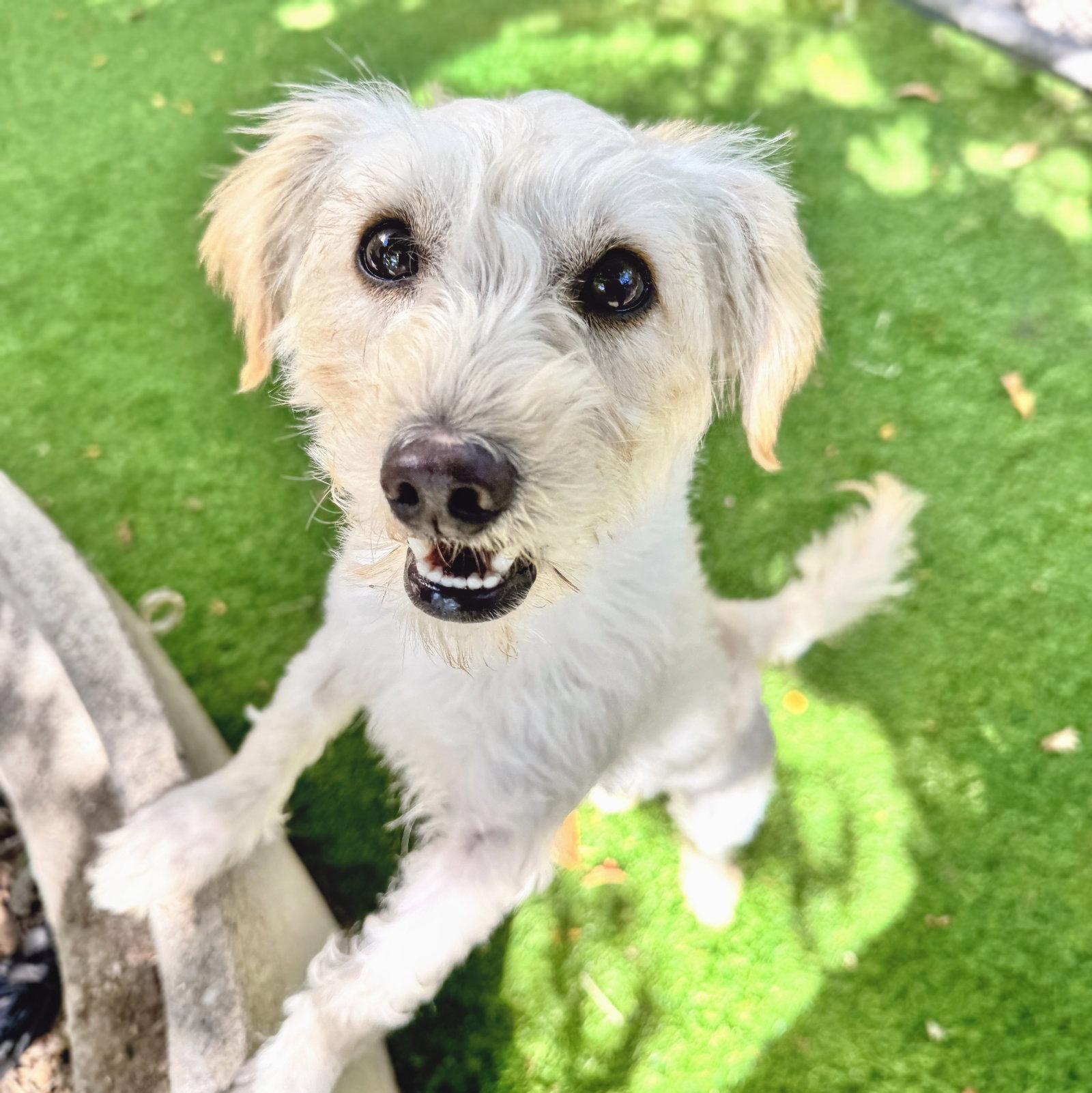 Enlarge Lexie, a Adopted Terrier in Oakland, CA image 2/3