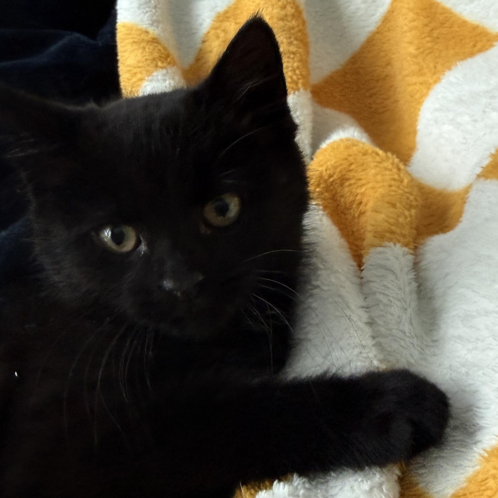 Tahini, an adopted Domestic Short Hair in Hopkinton, MA image 2/4