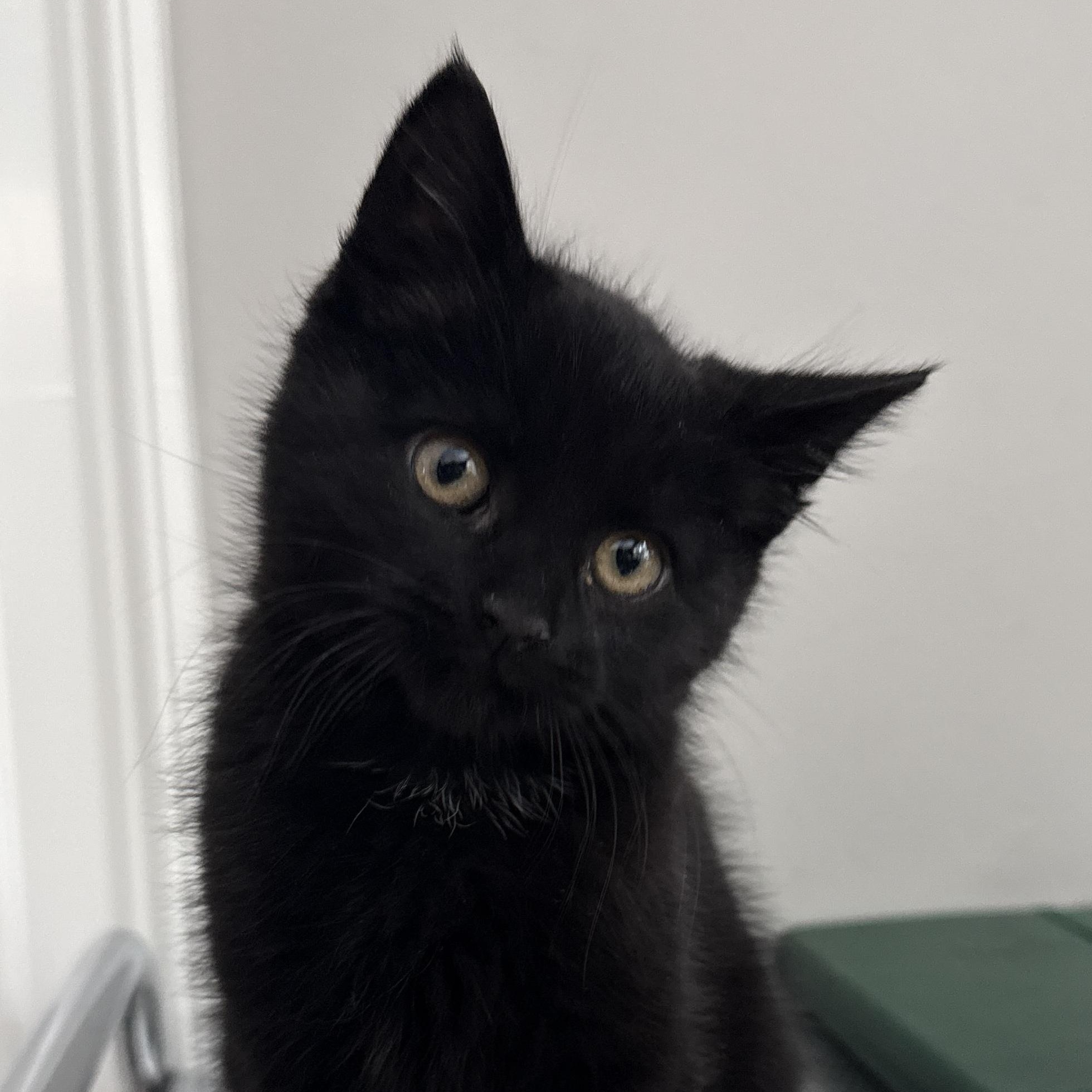 Tahini, an adopted Domestic Short Hair in Hopkinton, MA image 1/4